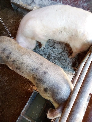 vind 2 scrofe  intretinute cu ceriale 