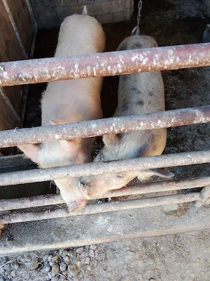 vind 2 scrofe  intretinute cu ceriale  - imagine 2