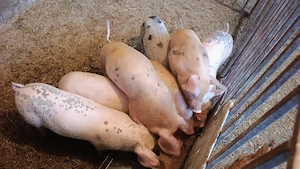 purcei marele alb - imagine 3