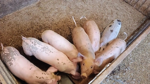 purcei marele alb - imagine 2