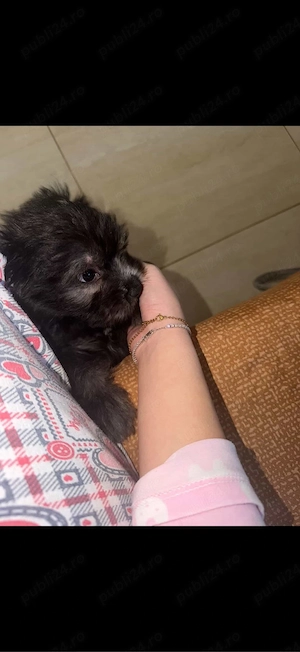 caine bichon de vanzare  - imagine 3