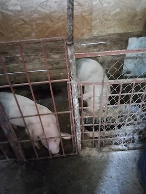 vind 2 mascuri castrati intretinuti cu ceriale