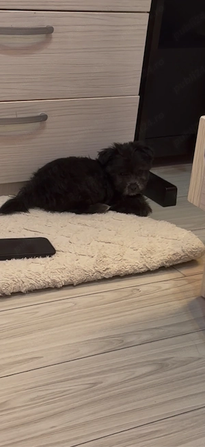 caine bichon de vanzare  - imagine 4