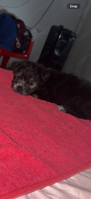 caine bichon de vanzare 