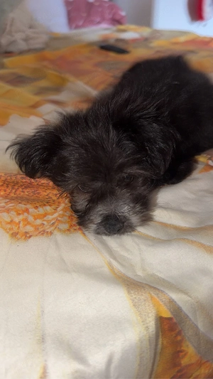 caine bichon de vanzare  - imagine 2