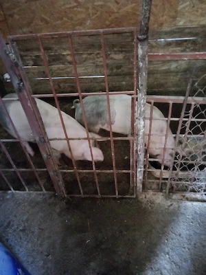 vind 2 mascuri castrati intretinuti cu ceriale - imagine 2