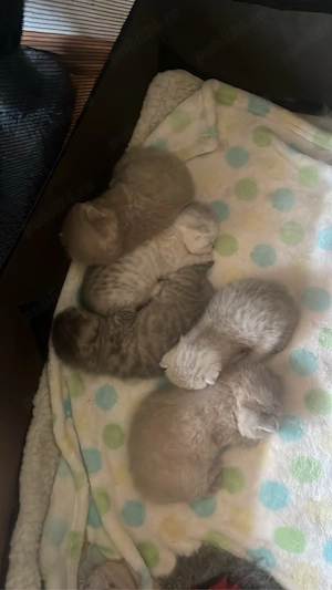 British shorthair tabby shadedpoint