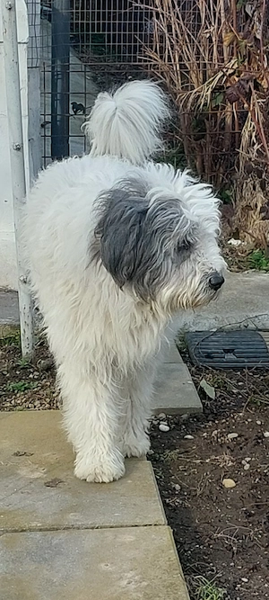 Pierdut caine metis ciobanesc mioritic - imagine 2