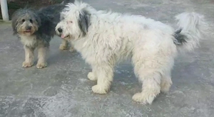 Pierdut caine metis ciobanesc mioritic - imagine 3