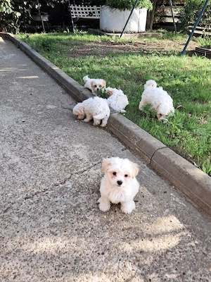 bichon maltez 8 saptamani