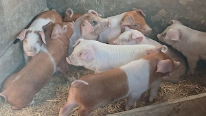 purcei 8 saptamani castrati deparazitati 