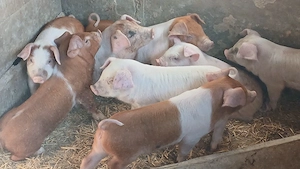 purcei 8 saptamani castrati deparazitati  - imagine 3