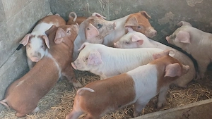 purcei 8 saptamani castrati deparazitati  - imagine 2