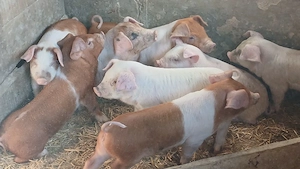 purcei 8 saptamani castrati deparazitati  - imagine 4