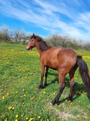 mânz de vânzare  - imagine 4