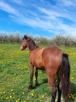 mânz de vânzare  - imagine 3