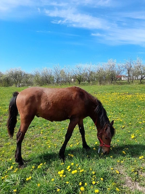 mânz de vânzare  - imagine 2