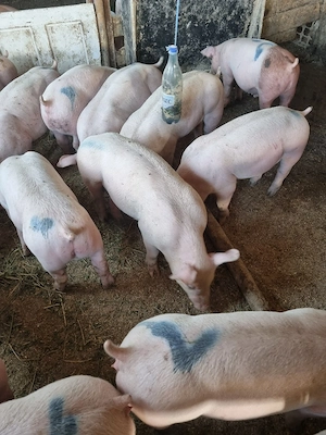 Porci purcei 40 de kg rasă de carne - imagine 2