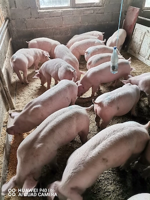 Porci purcei 40 de kg rasă de carne - imagine 4