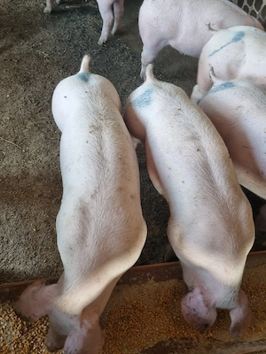 Porci purcei 40 de kg rasă de carne - imagine 3