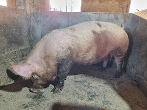 scrofita gestanta .montata cu duroc danez - imagine 2