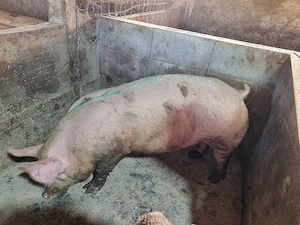 scrofita gestanta .montata cu duroc danez - imagine 3