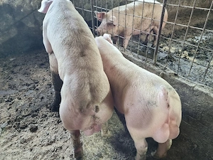 scrofita gestanta .montata cu duroc danez - imagine 4