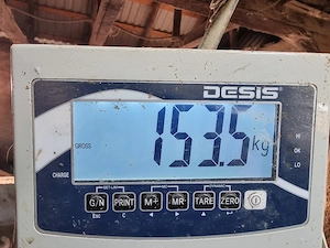 scrofita gestanta .montata cu duroc danez