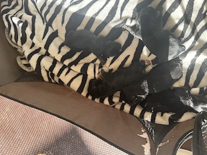 Vând pui Bichon Frise  - imagine 2