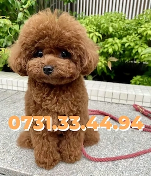 Caniche pitic Poodle Toy cu Factura|Garantie|Microcip|Carnet|Vaccin-TRANSPORT GRATUIT LA BUCURESTI - imagine 2