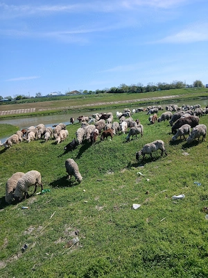 vand oi si capre cu miei și iezi lângă iele 