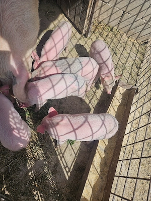 Purcei de vanzare  - imagine 2