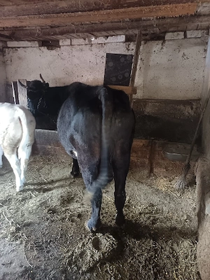 vand vaca  - imagine 3