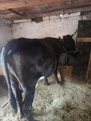 vand vaca  - imagine 2