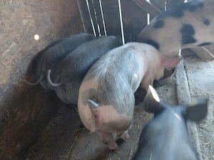 Scrofite pt reproducere disp