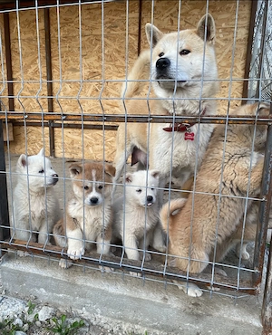 Pui Akita Inu vârsta 2 luni 