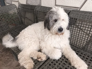 Caine pierdut metis ciobanesc mioritic - imagine 2