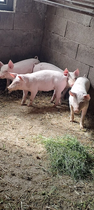 Vînd purcei 10 săptămîni marele alb _landras