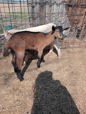 Vând țapi de anul acesta din rasa Saanen și Alpin Francez  - imagine 4