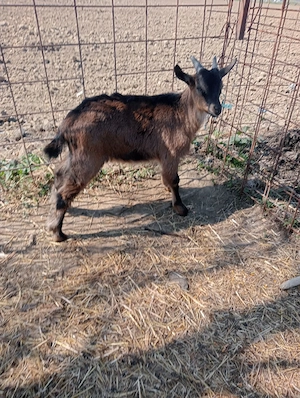 Vând țapi de anul acesta din rasa Saanen și Alpin Francez 