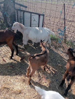 Vând țapi de anul acesta din rasa Saanen și Alpin Francez  - imagine 2