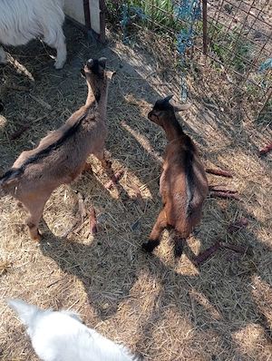 Vând țapi de anul acesta din rasa Saanen și Alpin Francez  - imagine 3