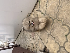 Pui Pomeranian Rasa pură