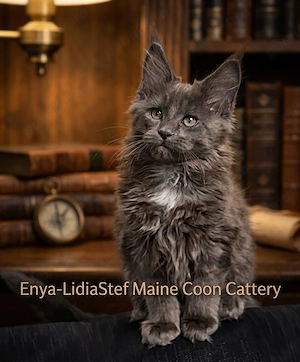 Maine Coon pisicuti cu Pedigree WCF-Timisoara