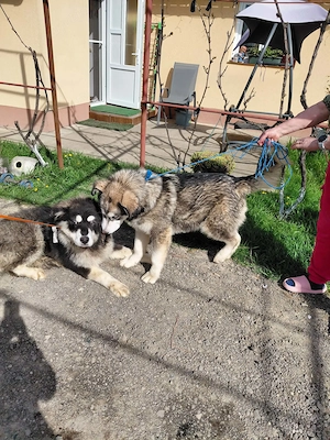 Vând câine caucazian