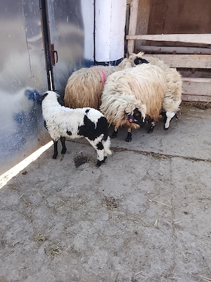 Vând      trei    Oi