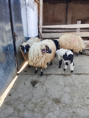 Vând      trei    Oi - imagine 2