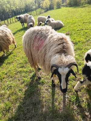 Vând      trei    Oi - imagine 1