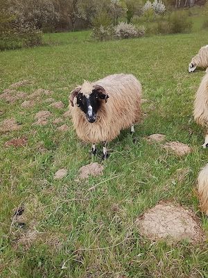 Vând      trei    Oi - imagine 4