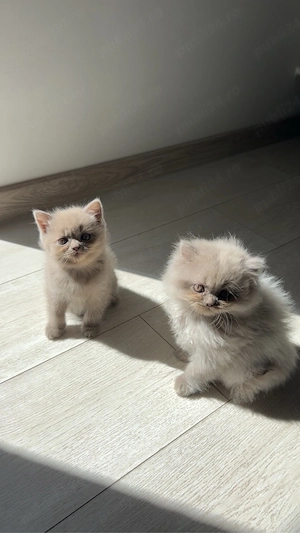 pui pisica brittish short long hair